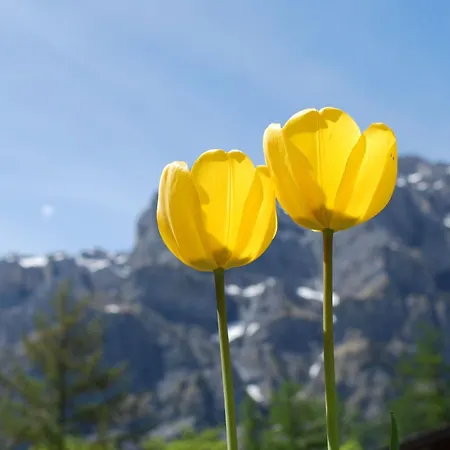 Haus Cristal 39 By Interhome Apartment *