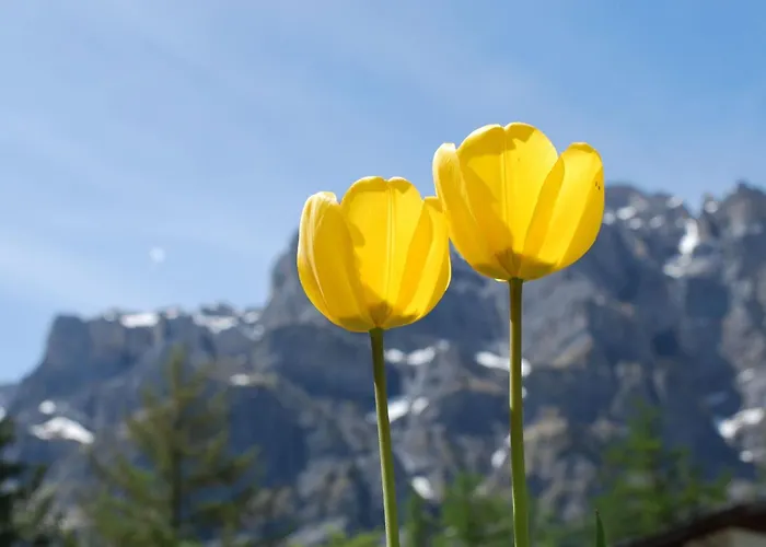 Haus Cristal 39 By Interhome Lägenhet *